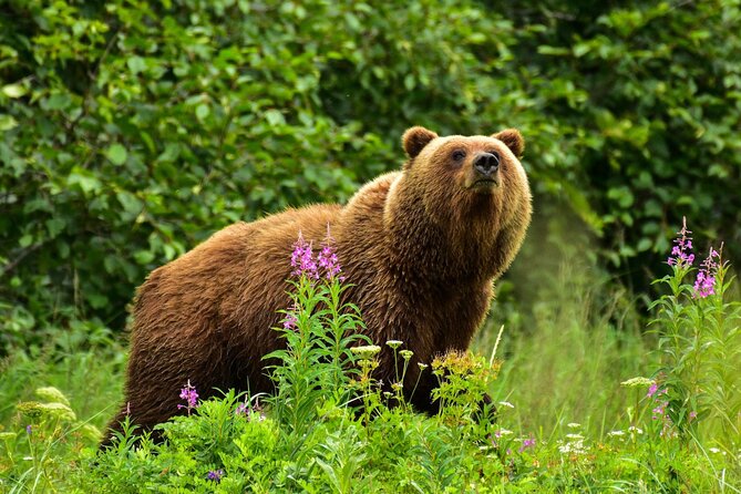 Alaska Bear Viewing Adventure From Seward - Safety and Accessibility