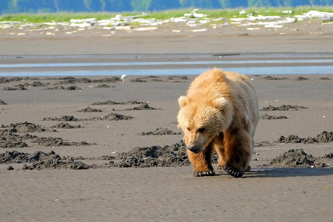 Alaska Bear-Viewing Day Trip From Homer - Good To Know
