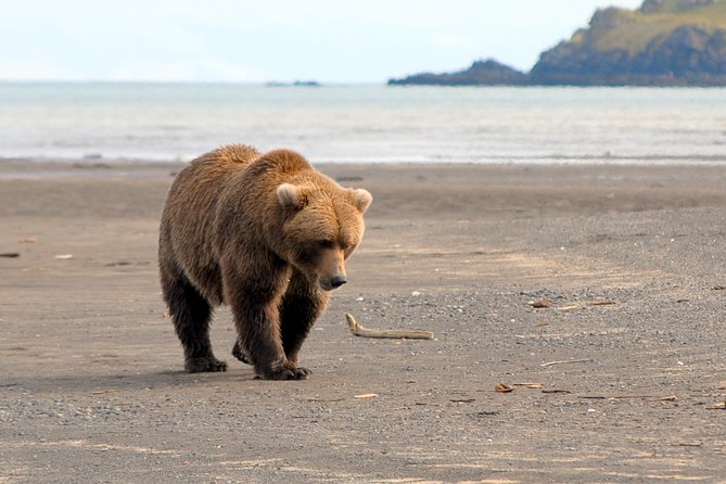 Alaska Bear-Viewing Day Trip From Homer - Health and Safety Considerations