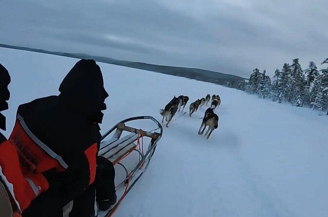 Alaska Dog Sled or ATV Ride in Fairbanks - The Sum Up