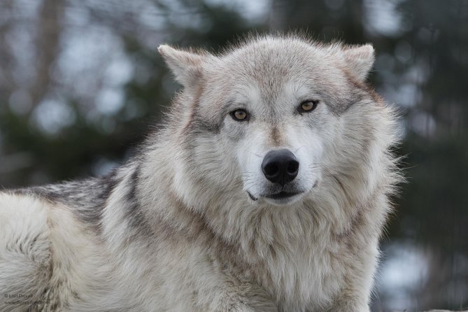 Alaska Wildlife Day Tour With Free Hotel Pickup - Wildlife Viewing Opportunities