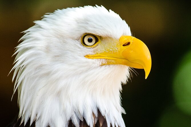 Alaska Wildlife Safari and Sightseeing Tour Review - Booking and Cancellation Policy