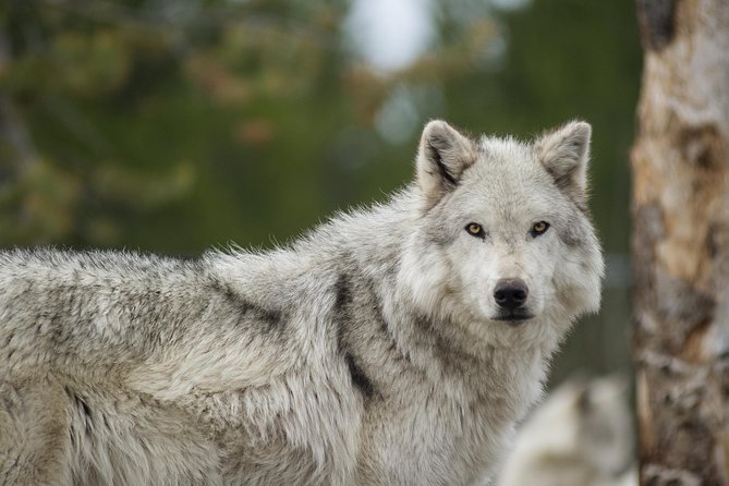 Alaska Wildlife Tour - Tips for Travelers