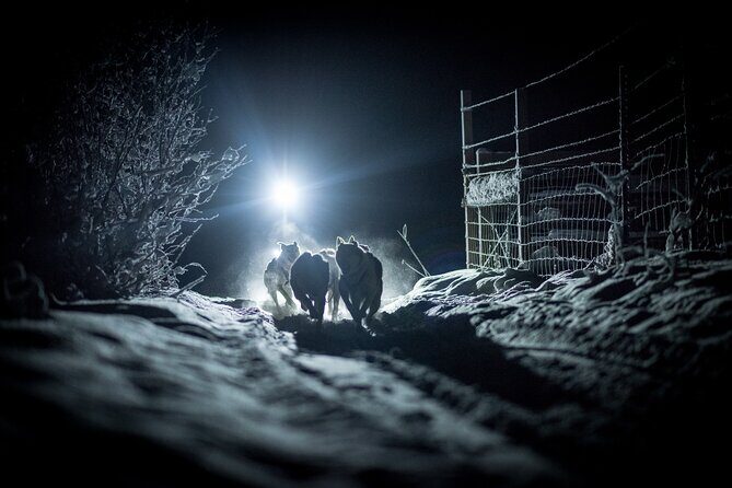 Alaskan Escape: Aurora Viewing & Dog Sledding Adventure Fairbanks - FAQ