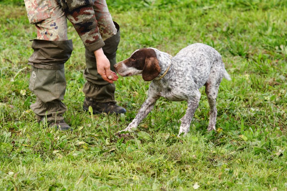 Alba: Truffle Hunting With Cheese, Truffle, & Wine Tastings - Key Points