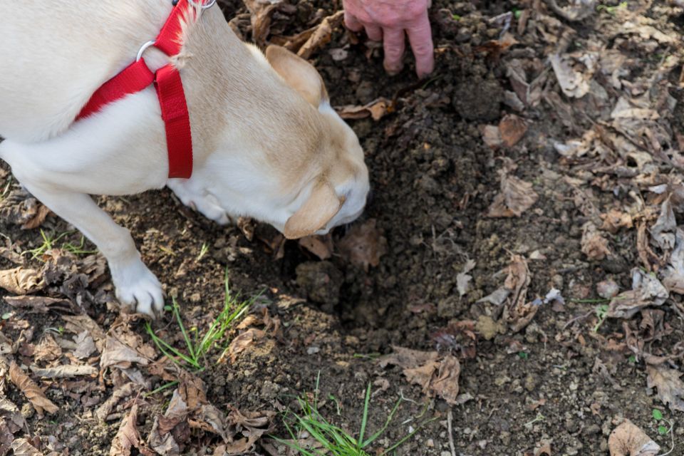 Alba: Truffle Hunting With Cheese, Truffle, & Wine Tastings - Truffle Hunting Experience