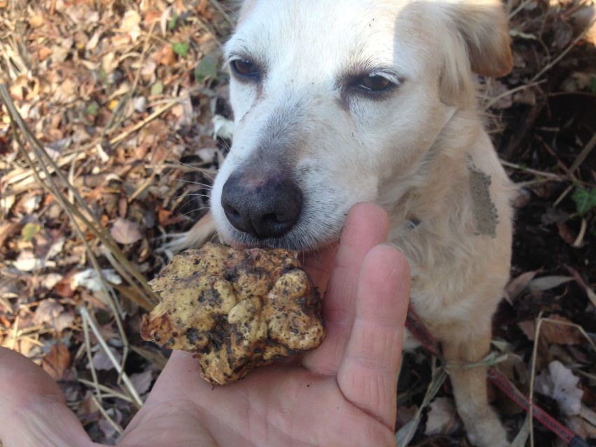Alba: Truffle Hunting With Cheese, Truffle, & Wine Tastings - Wine Tasting at Winery