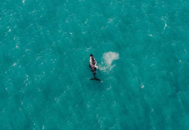 Albany: 60 min scenic helicopter flight - Practical Details