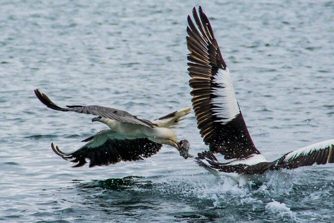 Albany Wildlife and Scenic Cruise - FAQ