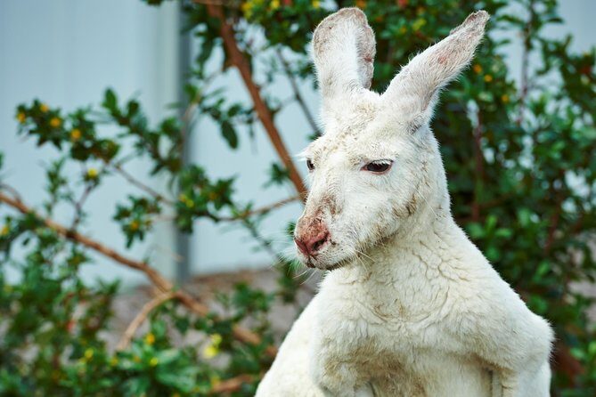 Albany's Historic Whaling Station Admission Ticket - FAQ: Quick Answers to Common Questions