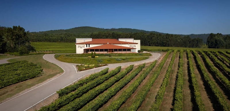 Albariño Wine Tour: Taste, Learn & Take Home a Special Gift - Vineyard Visit and Vineyard Views