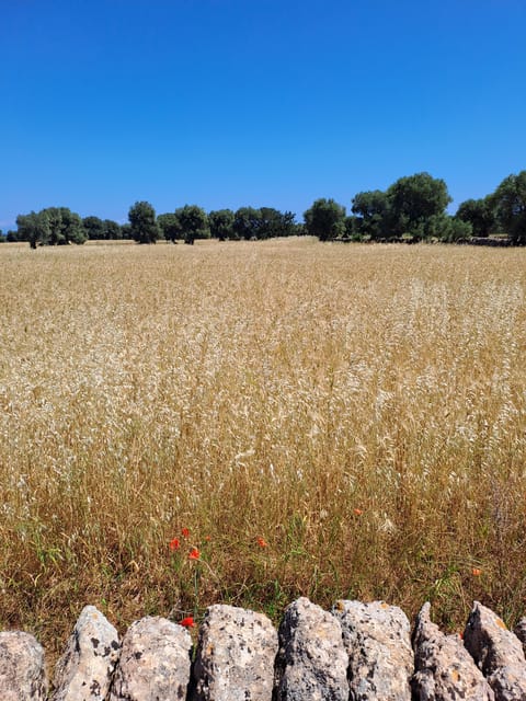 Alberobello: e-bike tour and orecchiette cooking class - An Authentic Ride through Alberobello’s Countryside