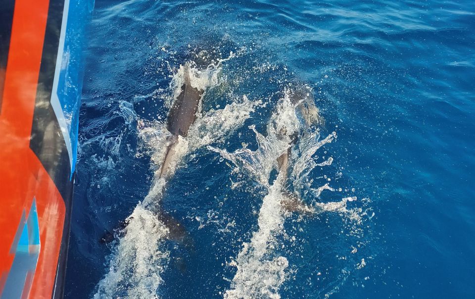 Albufeira: 2.5-Hour Dolphin Watching and Caves Trip - Itinerary
