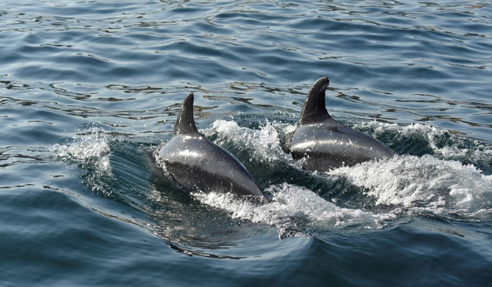 Albufeira: 2.5-Hour Dolphin Watching and Caves Trip - Customer Reviews