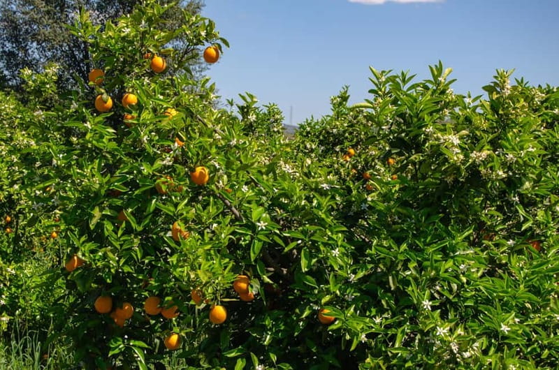 Albufeira: Algarve Traditions & Food Tasting - Considerations
