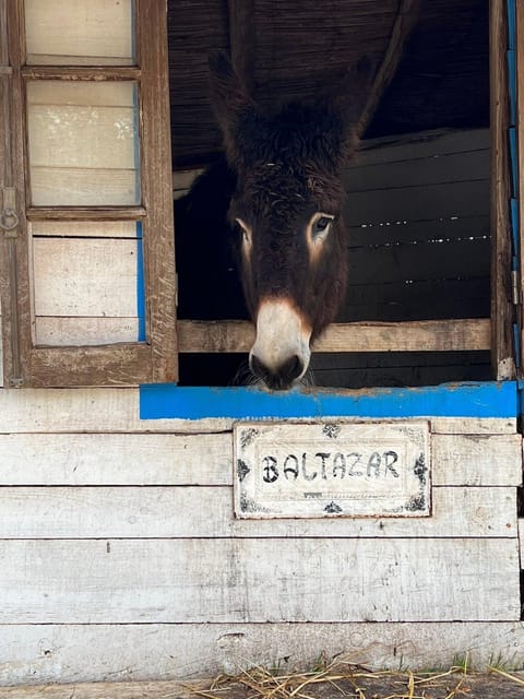 Albufeira: Alte, Paderne, and Messines Jeep Safari Tour - Key Points