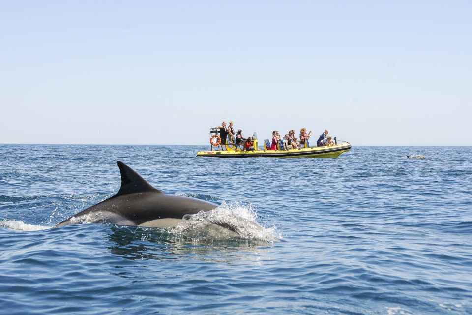Albufeira: Benagil Caves & Dolphin Watching Speed Boat Tour - Exploring Benagil Caves