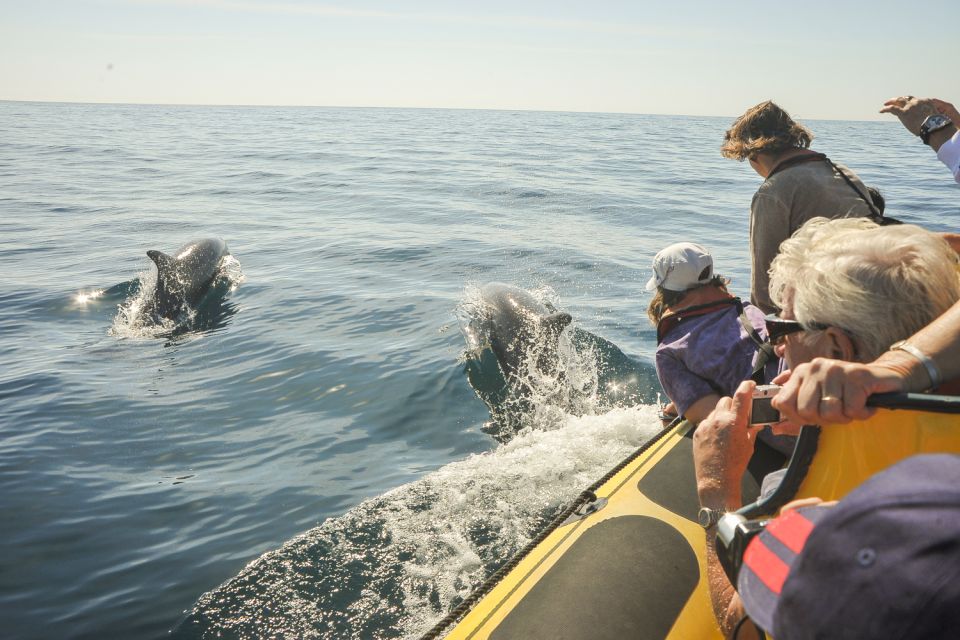 Albufeira: Benagil Caves & Dolphin Watching Speed Boat Tour - Frequently Asked Questions