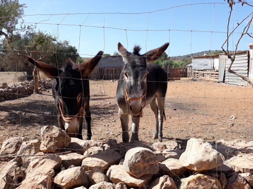 Albufeira Countryside Tuk Tuk Tour - Key Points