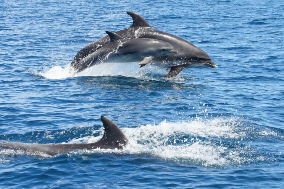 Albufeira: Dolphin Watching and Benagil Cave - Key Points