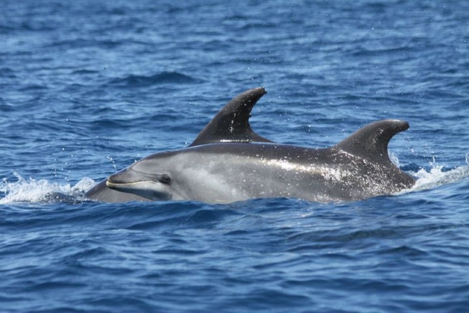 Albufeira: Dolphin Watching and Benagil Cave - FAQ