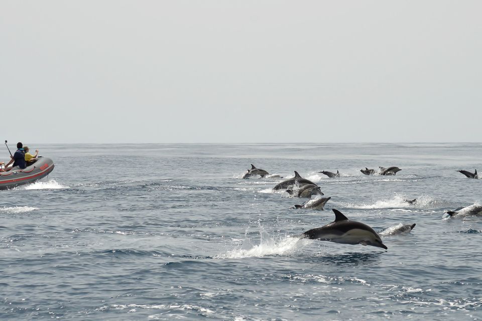 Albufeira: Dolphin Watching and Benagil Cave Boat Cruise - Booking and Cancellation