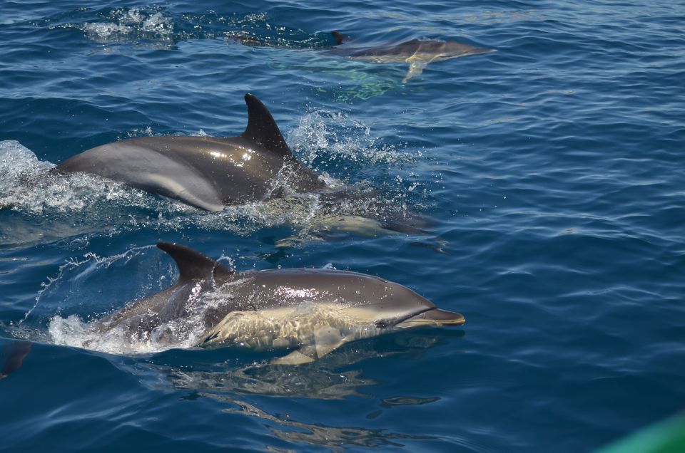 Albufeira: Dolphin Watching and Benagil Cave Boat Cruise - Meeting Point and Directions