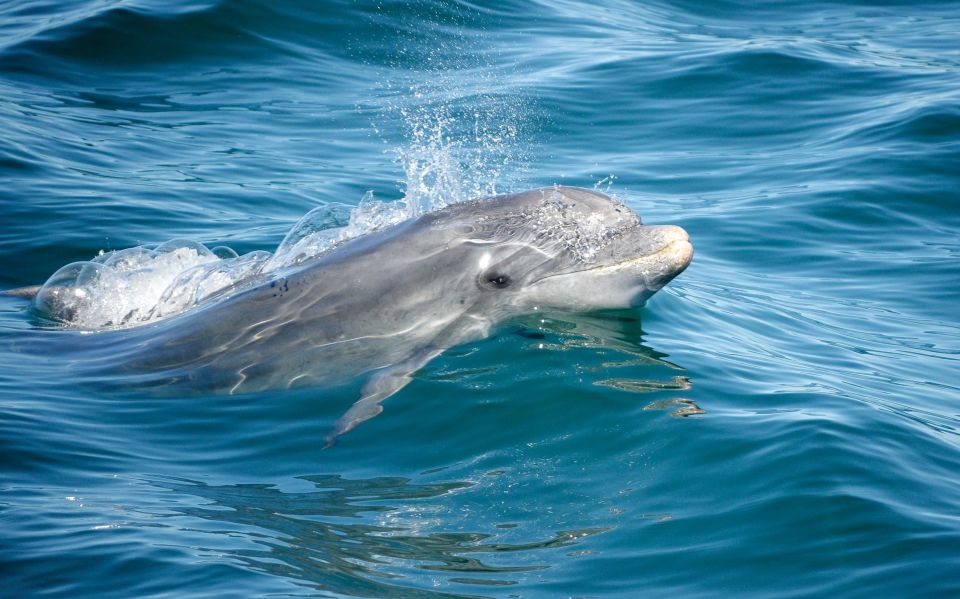 Albufeira: Dolphins, Benagil Caves and Coastline Boat Tour - Encounter With Dolphins
