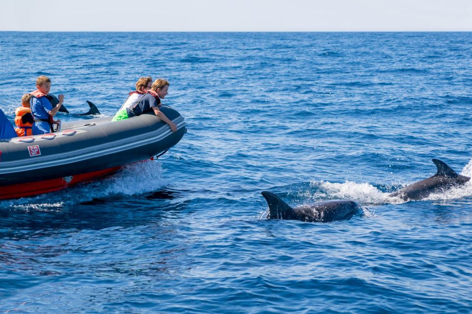 Albufeira: Dolphins, Benagil Caves and Coastline Boat Tour - Boat Trip Details