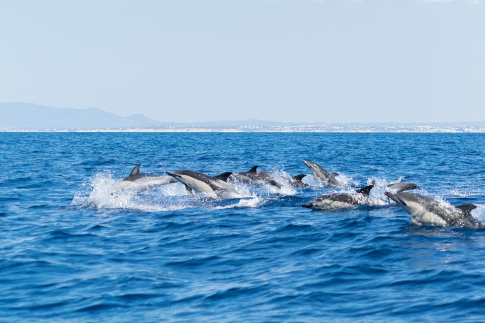 Albufeira: Dolphins, Benagil Caves and Coastline Boat Tour - Inclusions and Exclusions