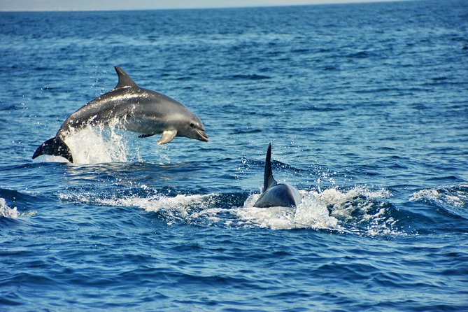 Albufeira Dreamer Boat Trip - Traveler Reviews and Experiences