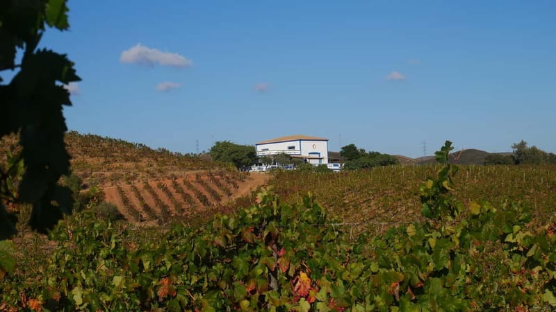 Albufeira, Olhão, Faro: visit to a vineyard, free time in Silves - Key Points