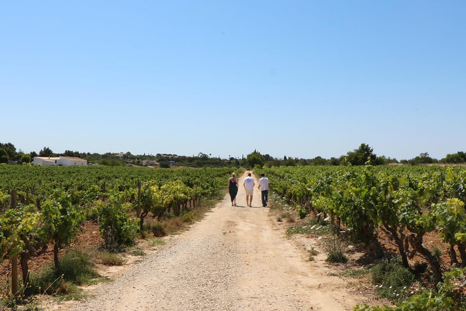 Albufeira/Porches/Vilamoura: Wine Tasting with Tapas & Music - Who Will Love This Tour?