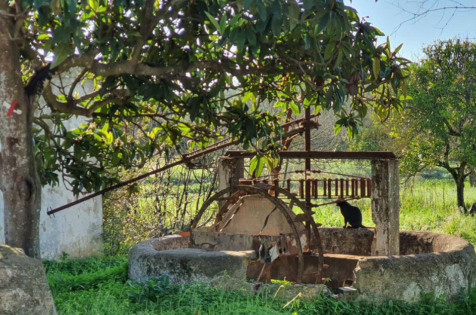 Albufeira: Safari Excursion in the Algarve Mountains - Customer Reviews