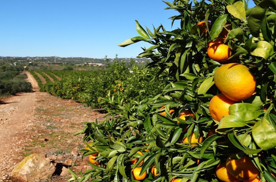 Albufeira: Safari Excursion in the Algarve Mountains - Off-road Paths and Activities