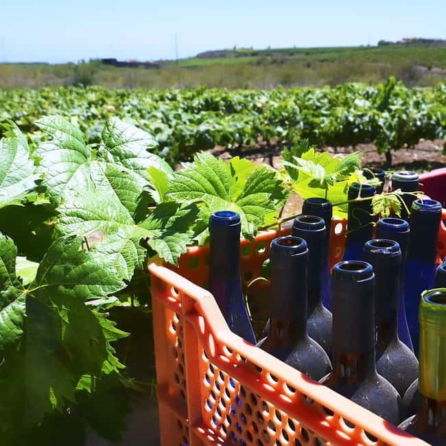 Albufeira: Wine Tasting Tour with Castle and Windmill Visit - Frequently Asked Questions (FAQs)
