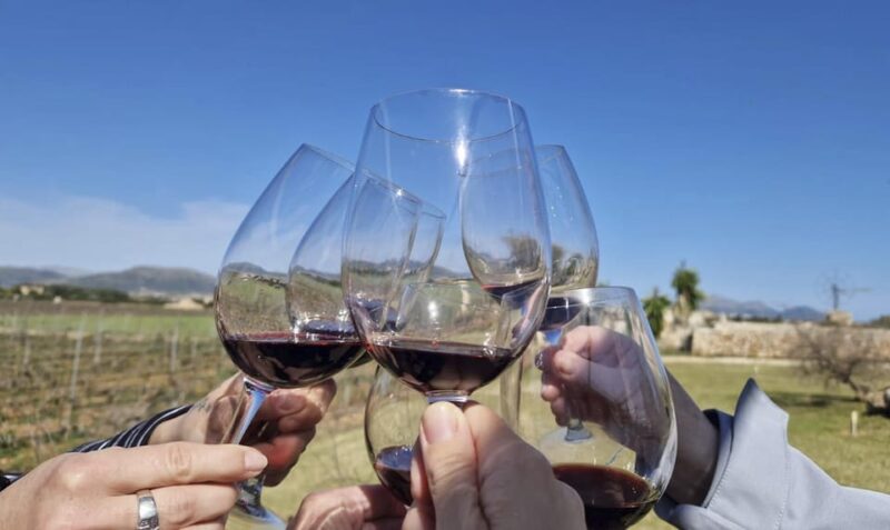 Alcúdia/Can Picafort: Guided Vineyard Visit and Wine Tasting - Itinerary and Logistics