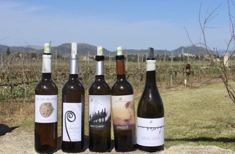 Alcúdia/Can Picafort: Guided Vineyard Visit and Wine Tasting - Winery Experience