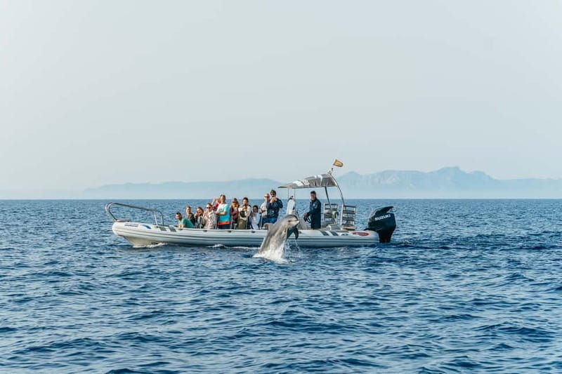 Alcudia or Can Picafort: Dolphin-Watching Cruise - Swimming and Time at Es Coll Baix
