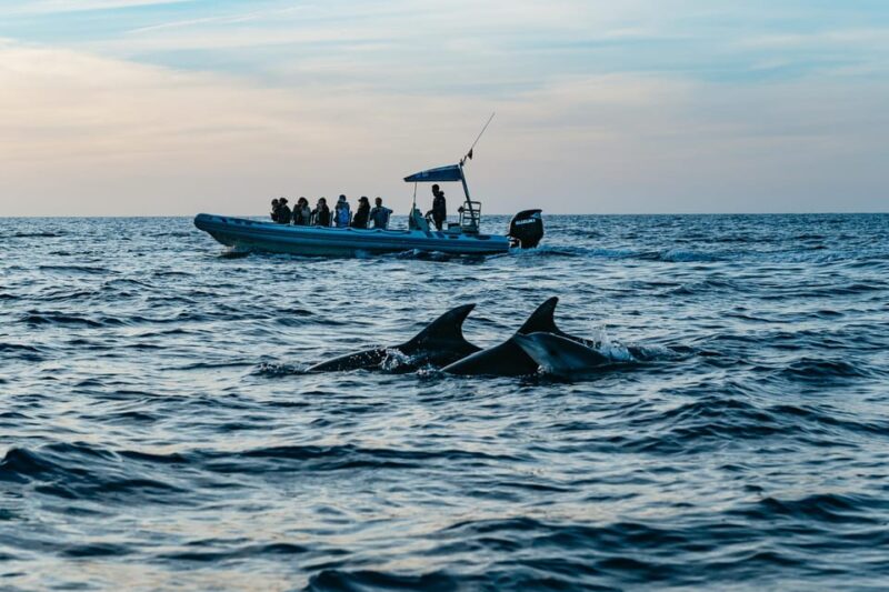 Alcudia or Can Picafort: Dolphin-Watching Tour, Small Group - Highlights of the Experience