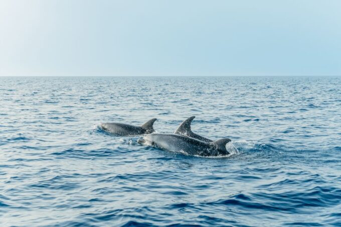 Alcudia or Can Picafort: Dolphin-Watching Tour, Small Group - Exploring Sea Caves