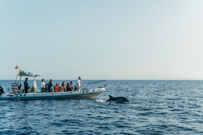 Alcudia or Can Picafort: Dolphin-Watching Tour, Small Group - Frequently Asked Questions