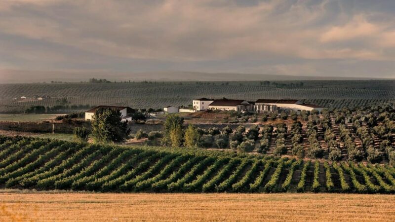 Alentejo Wine Tour from the Algarve - A Deep Dive into the Alentejo Wine Tour
