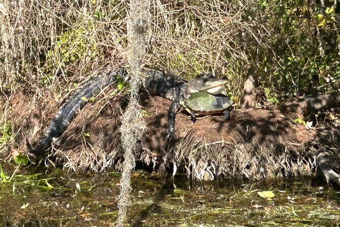 Alexander Springs 4 Hour Guided Kayak/ Swim/ Snorkel Adventure - Exploring the Alexander Springs 4-Hour Guided Kayak/Swim/Snorkel Adventure