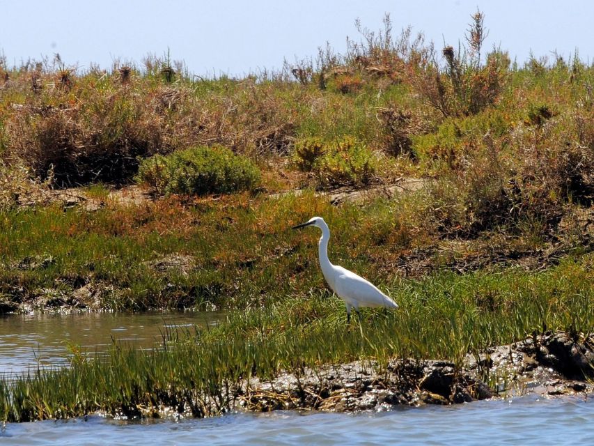 Algarve: 2-Hour Ria Formosa Kayak Tour From Faro - Kayak Tour Highlights