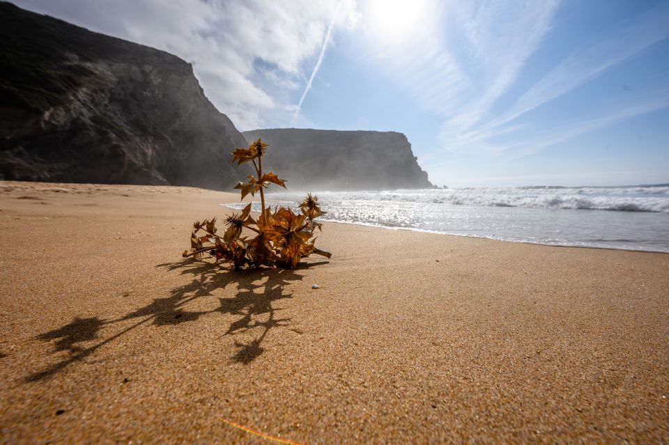 Algarve: Amazing Private Surf Lesson 2 Hours - Key Points