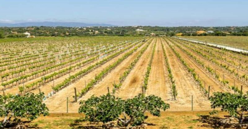 Algarve: Classic Wine Tour & Tasting in Silves - Introduction: A Genuine Taste of Algarve – Wine, Views, and Local Charm