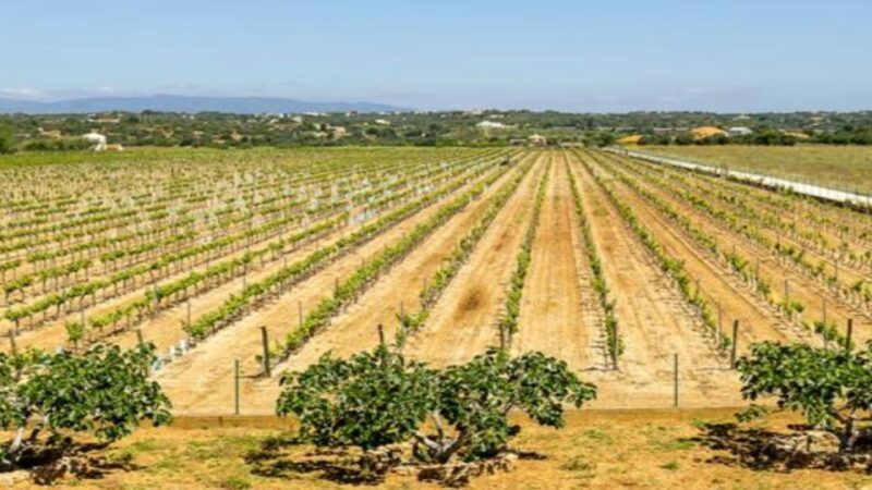 Algarve: Classic Wine Tour & Tasting in Silves - The Itinerary: Unpacking the Wine Experience