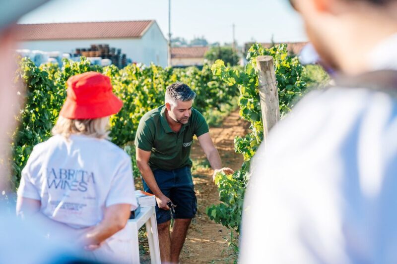 Algarve: Classic Wine Tour & Tasting in Silves - The Setting and Atmosphere
