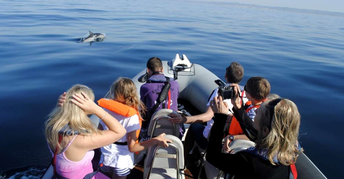 Algarve Dolphin Watching & Marine Life Eco Tour - Experience Description